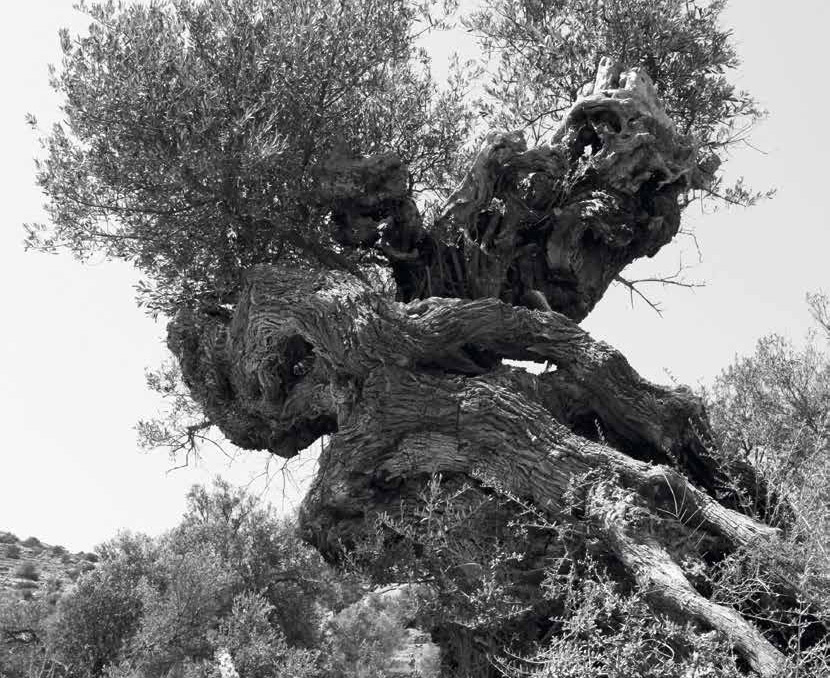 olive tree