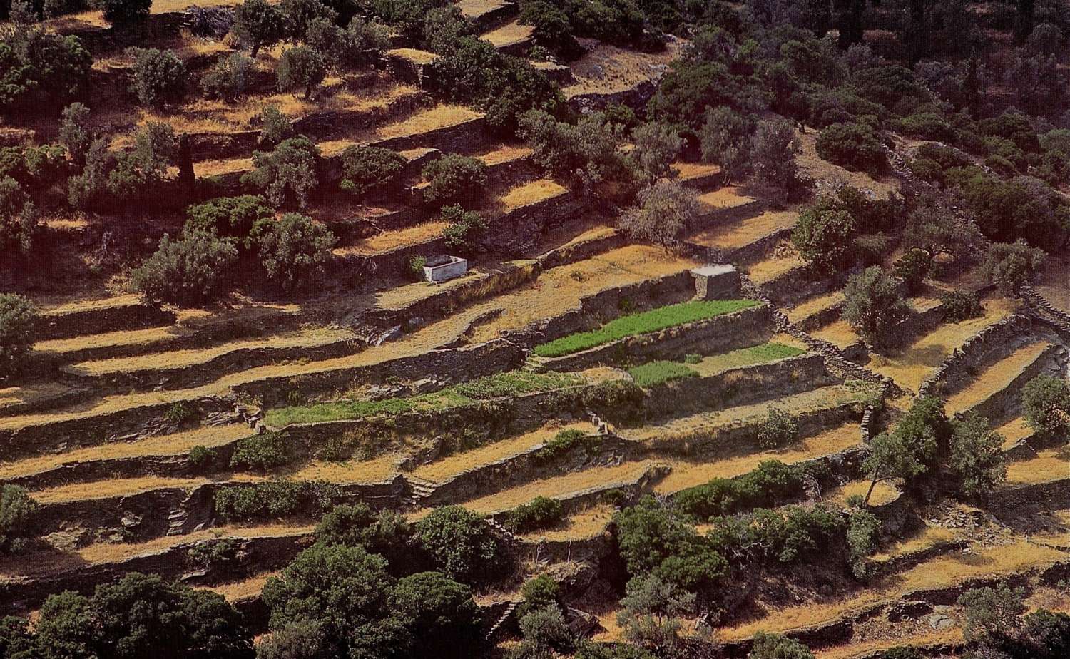 Dry stone terraces in the Cyclades