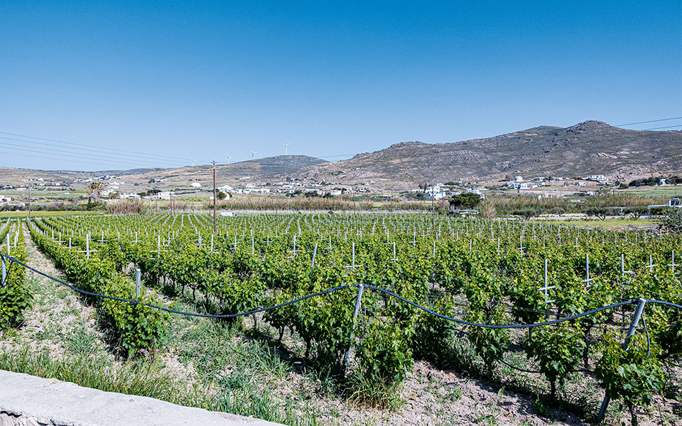 Wine Yards on Paros