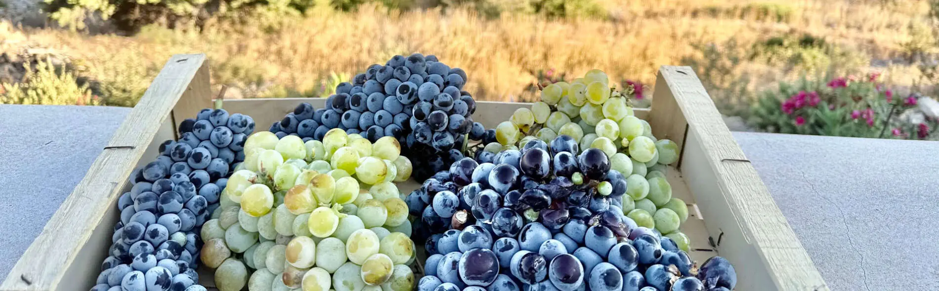 Yorgos Pittas, Le vignoble de Paros